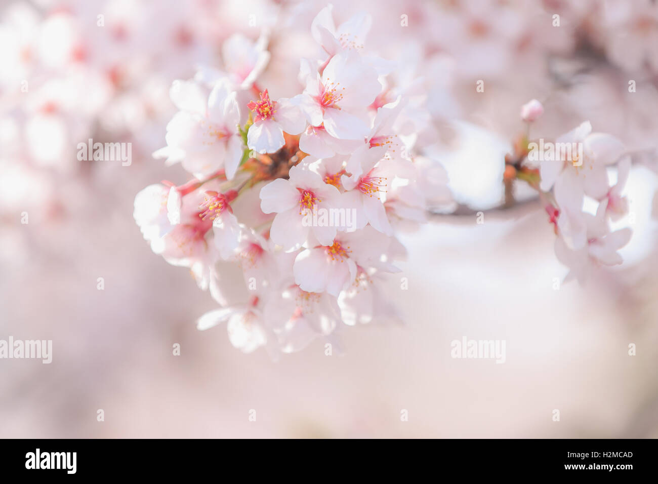 Cerisiers en fleurs Banque D'Images
