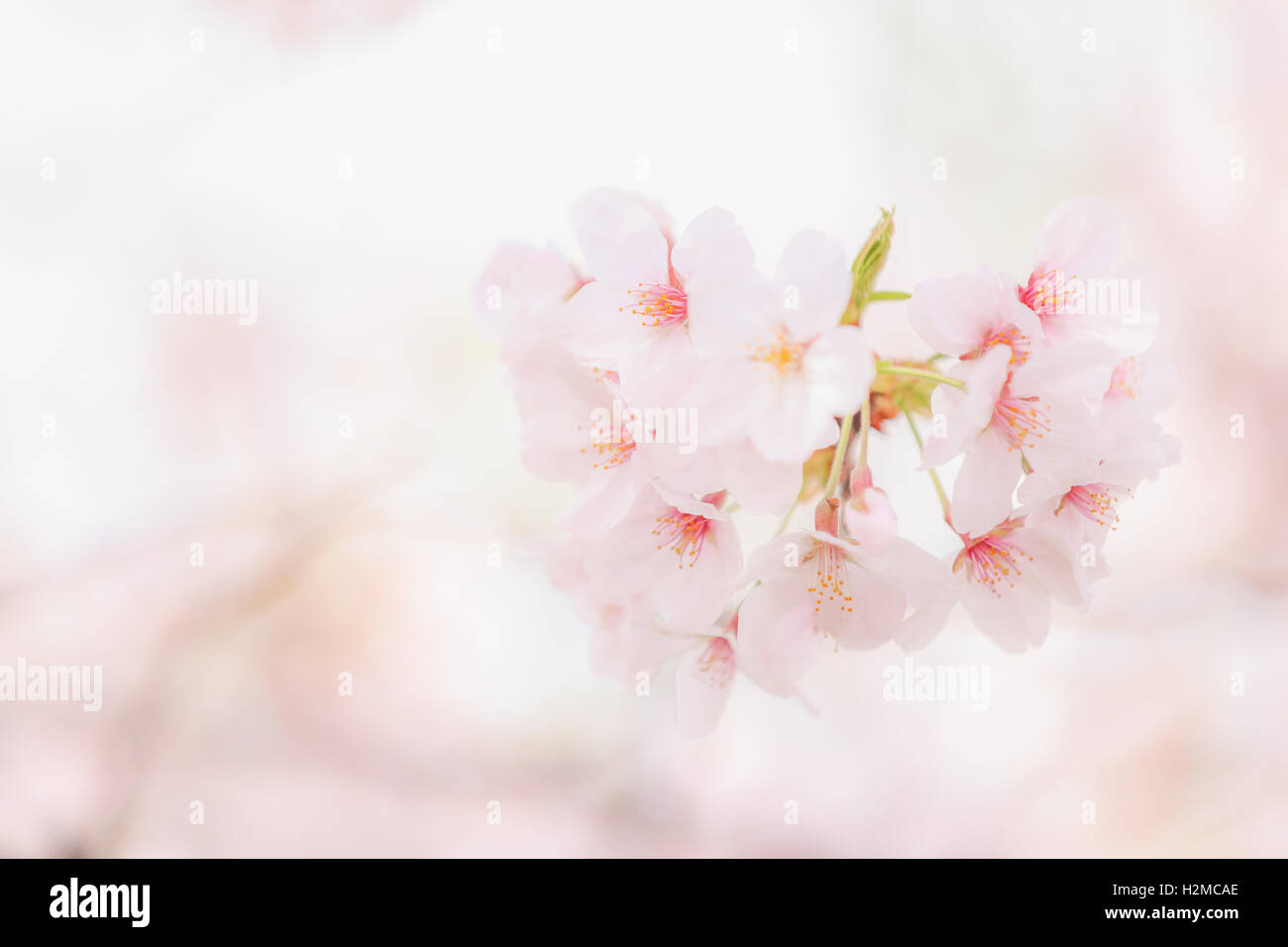 Cerisiers en fleurs Banque D'Images