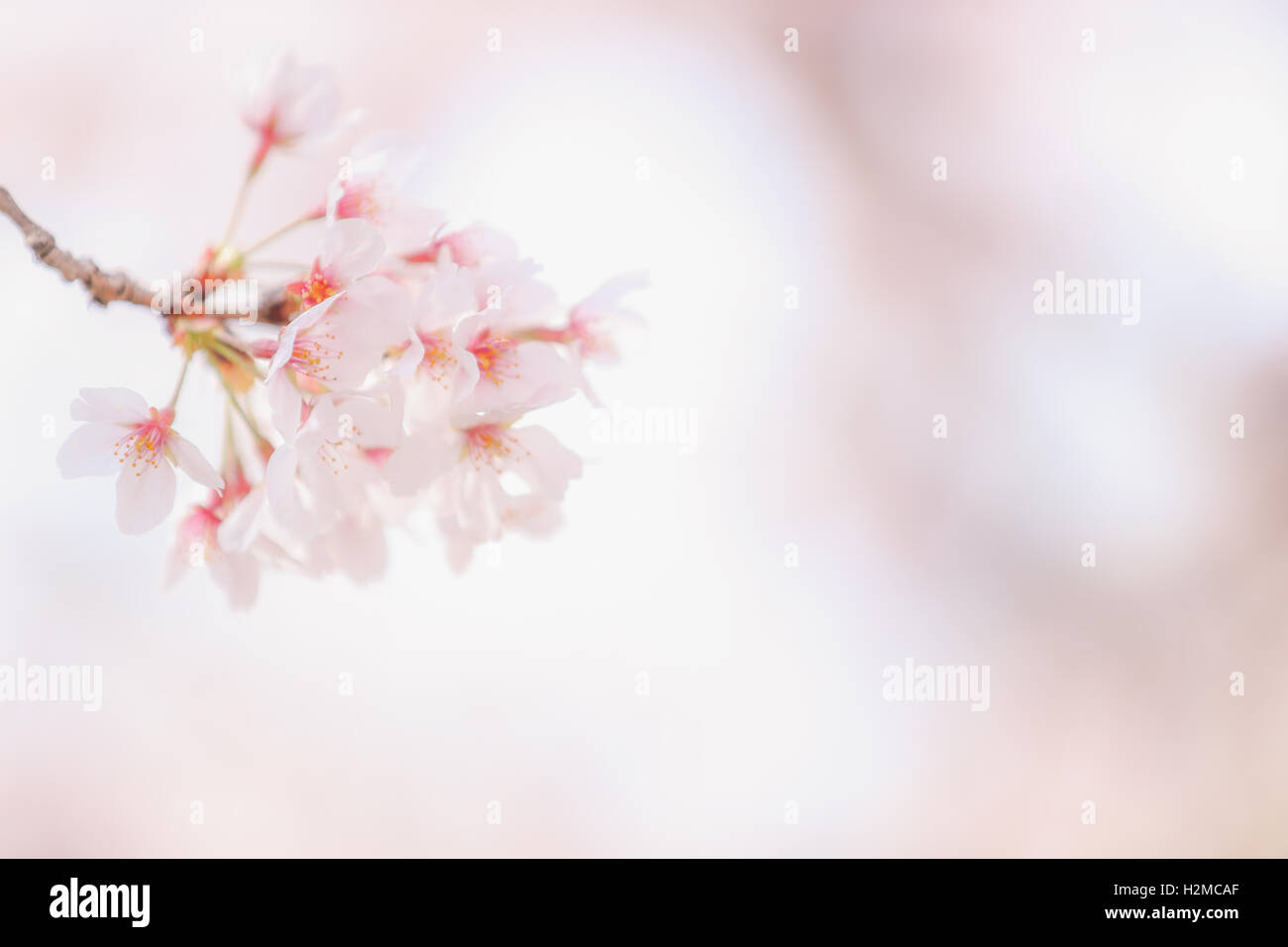 Cerisiers en fleurs Banque D'Images