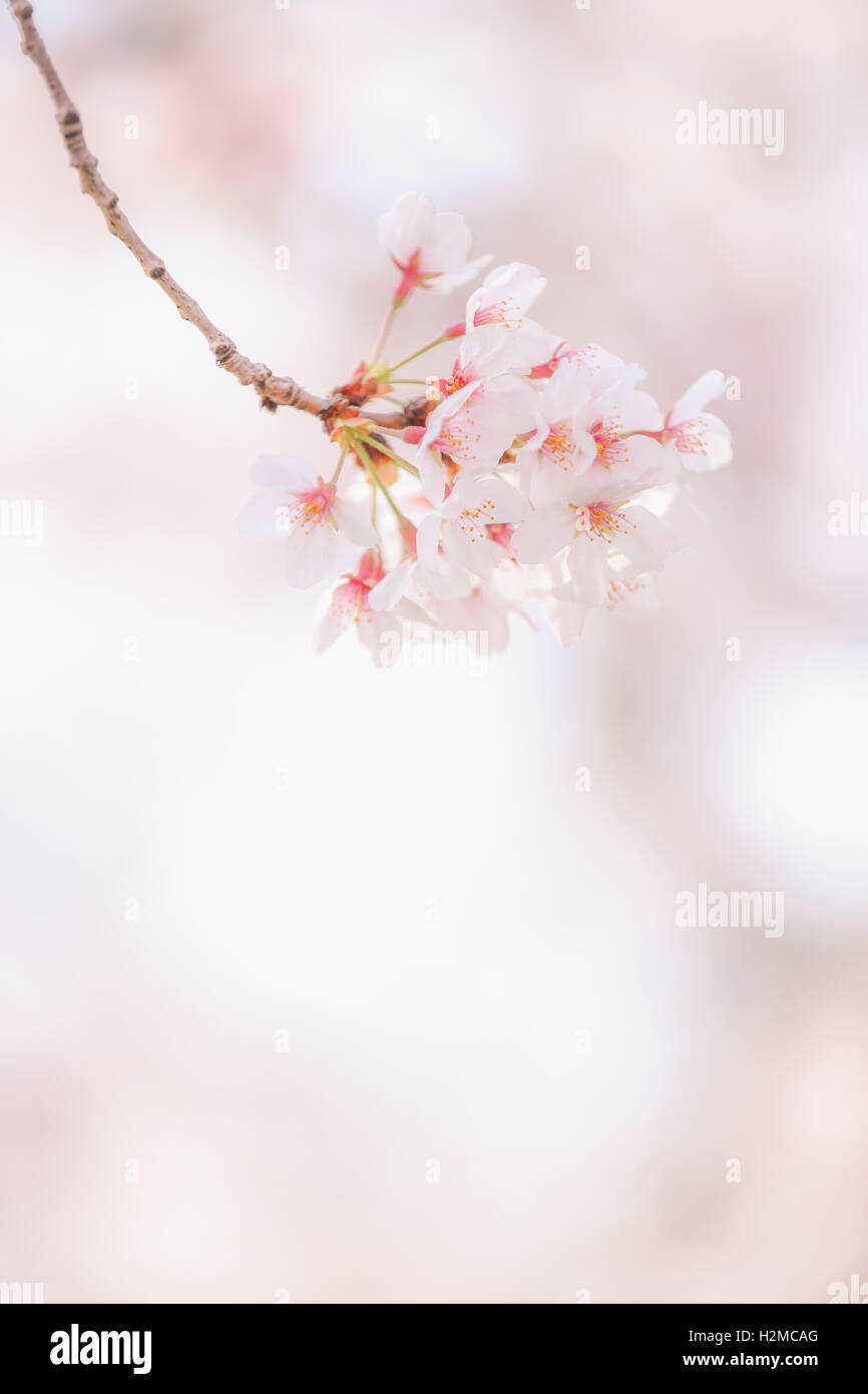 Cerisiers en fleurs Banque D'Images