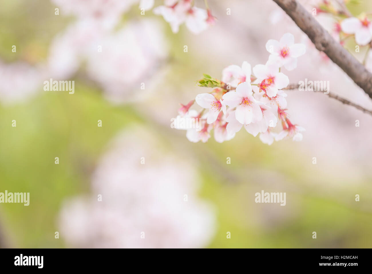 Cerisiers en fleurs Banque D'Images
