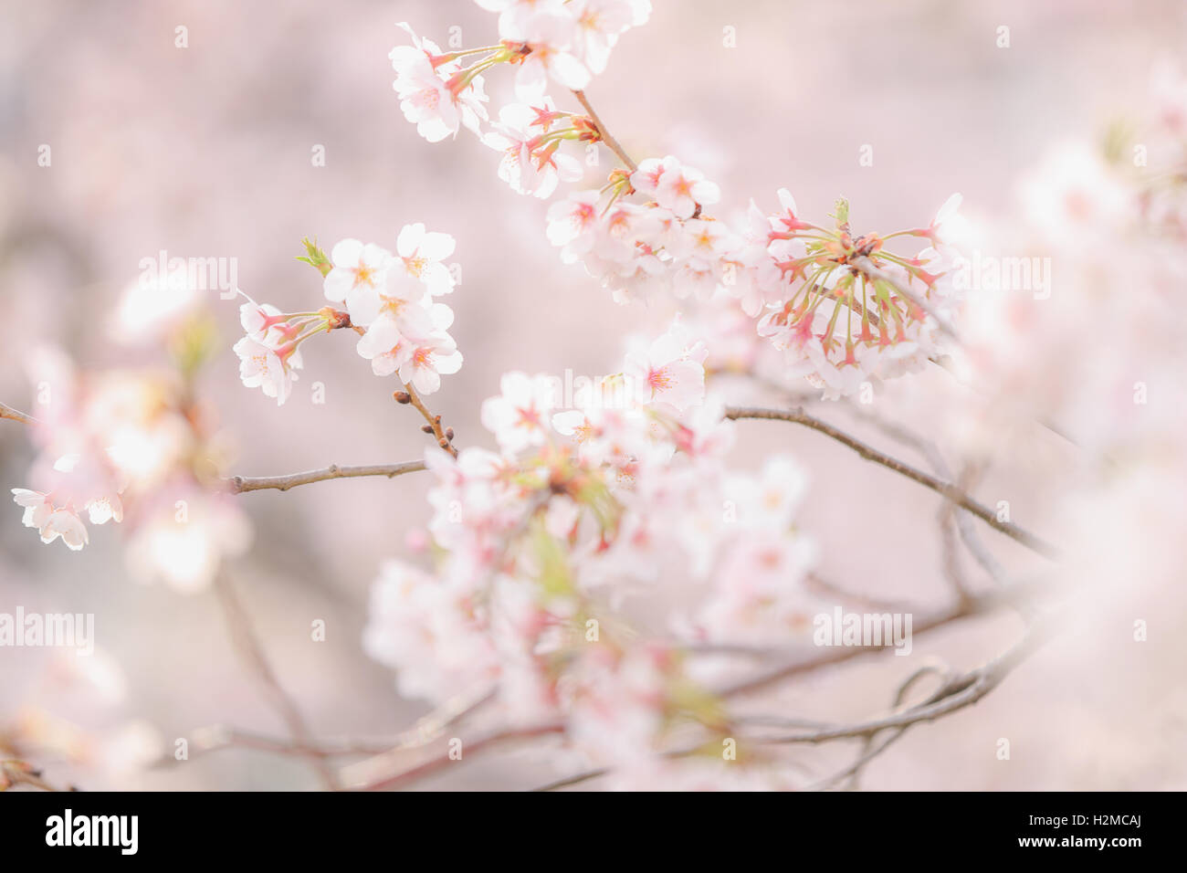 Cerisiers en fleurs Banque D'Images