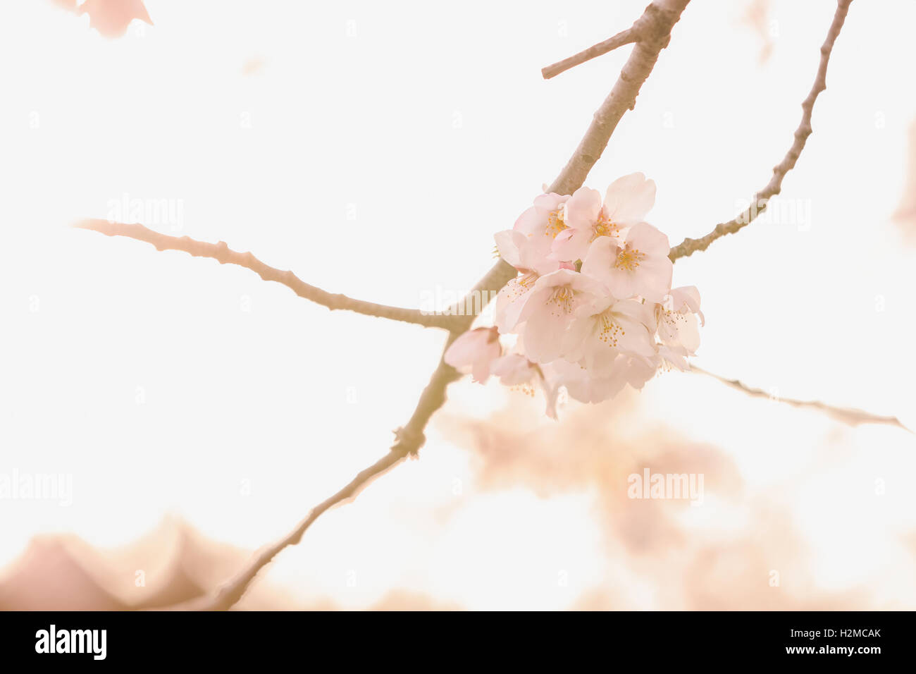 Cerisiers en fleurs Banque D'Images