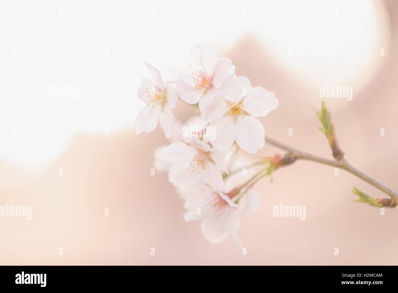 Cerisiers en fleurs Banque D'Images