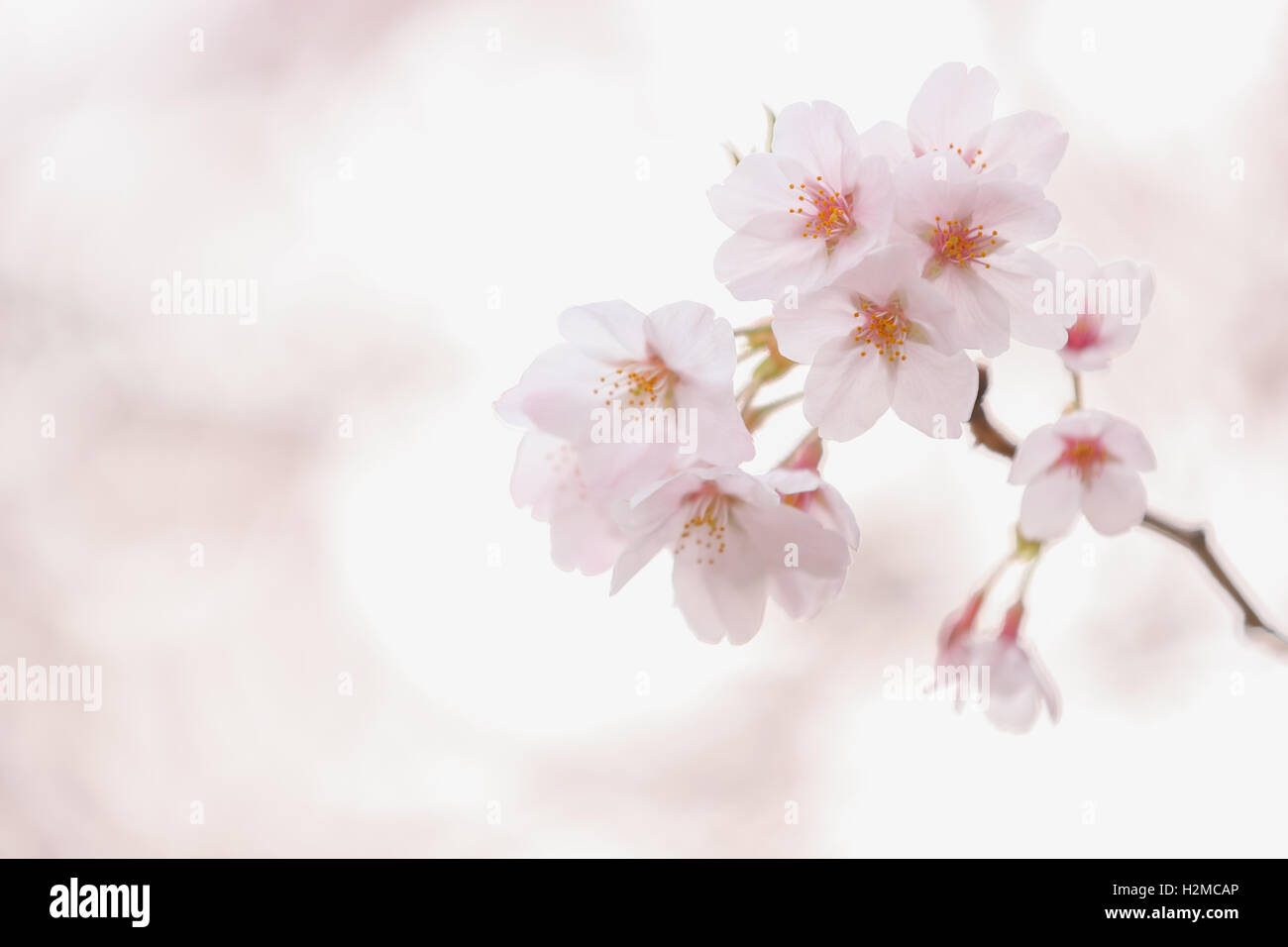 Cerisiers en fleurs Banque D'Images