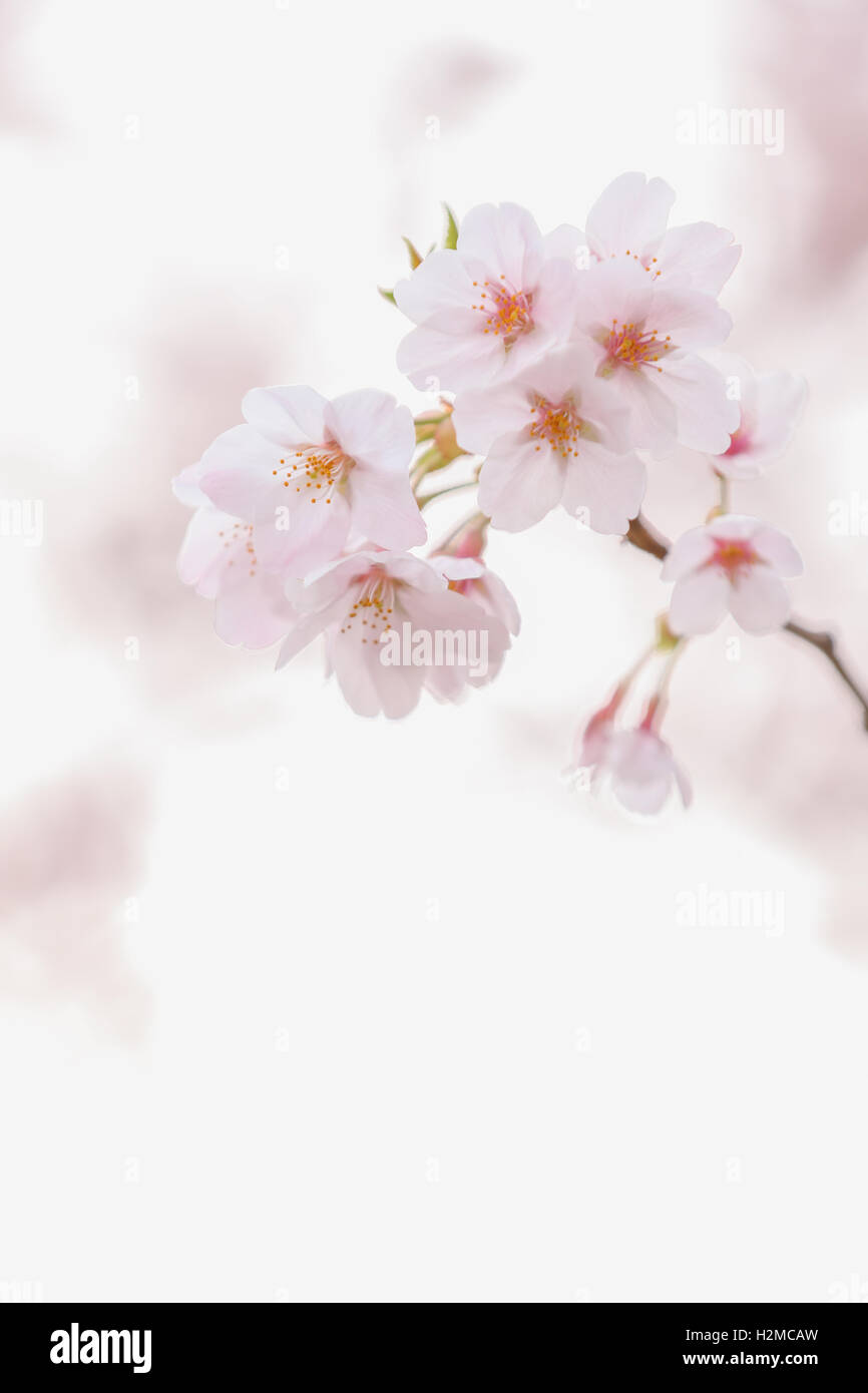 Cerisiers en fleurs Banque D'Images