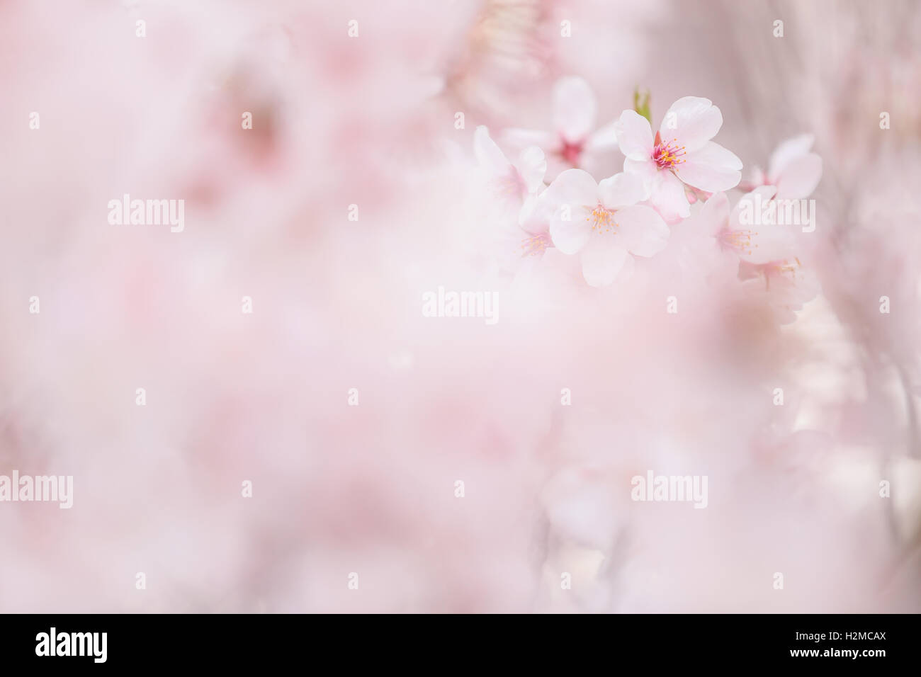 Cerisiers en fleurs Banque D'Images