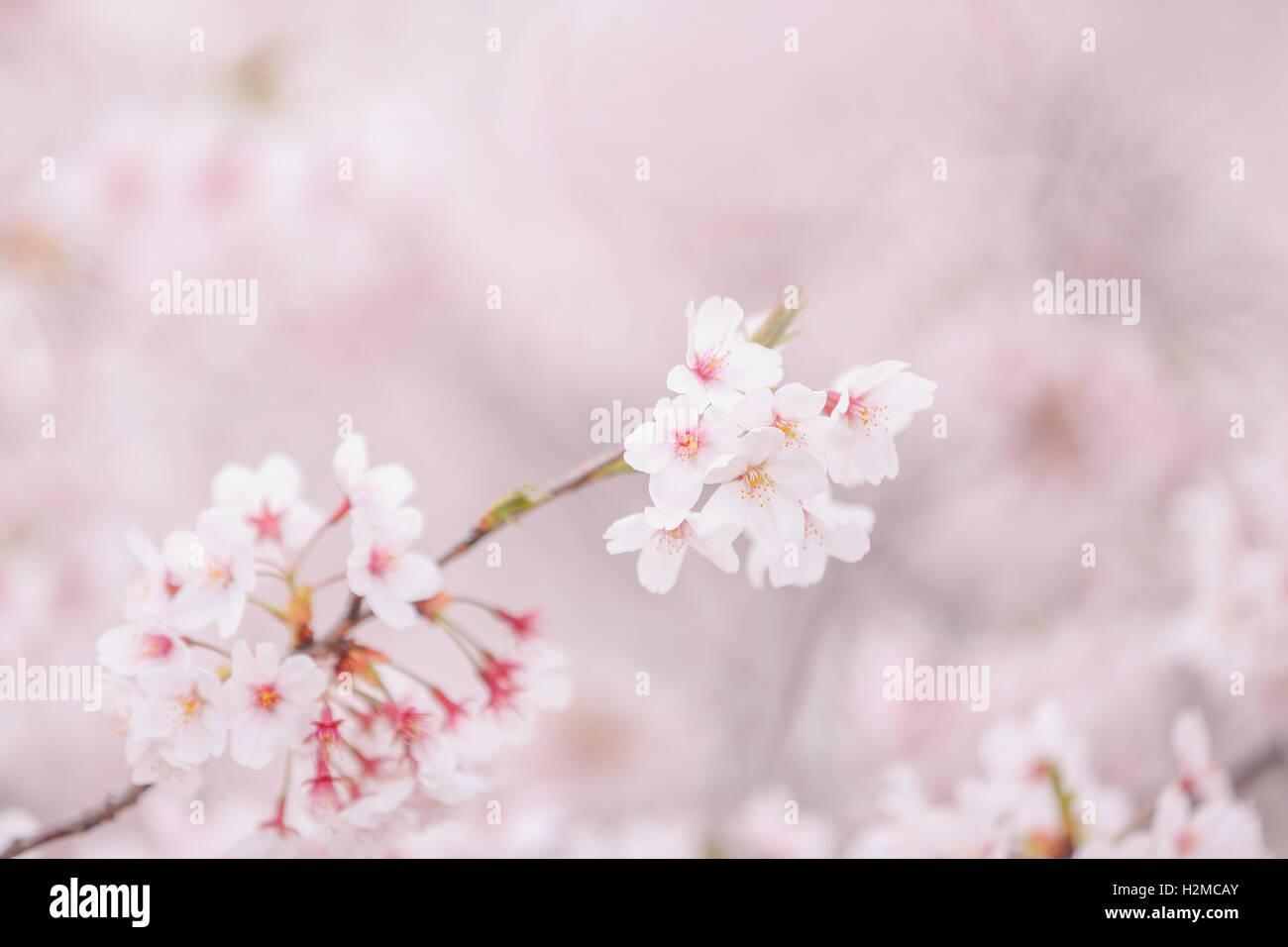 Cerisiers en fleurs Banque D'Images