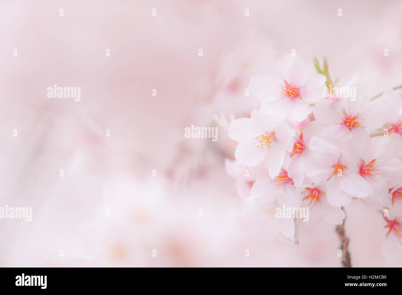 Cerisiers en fleurs Banque D'Images