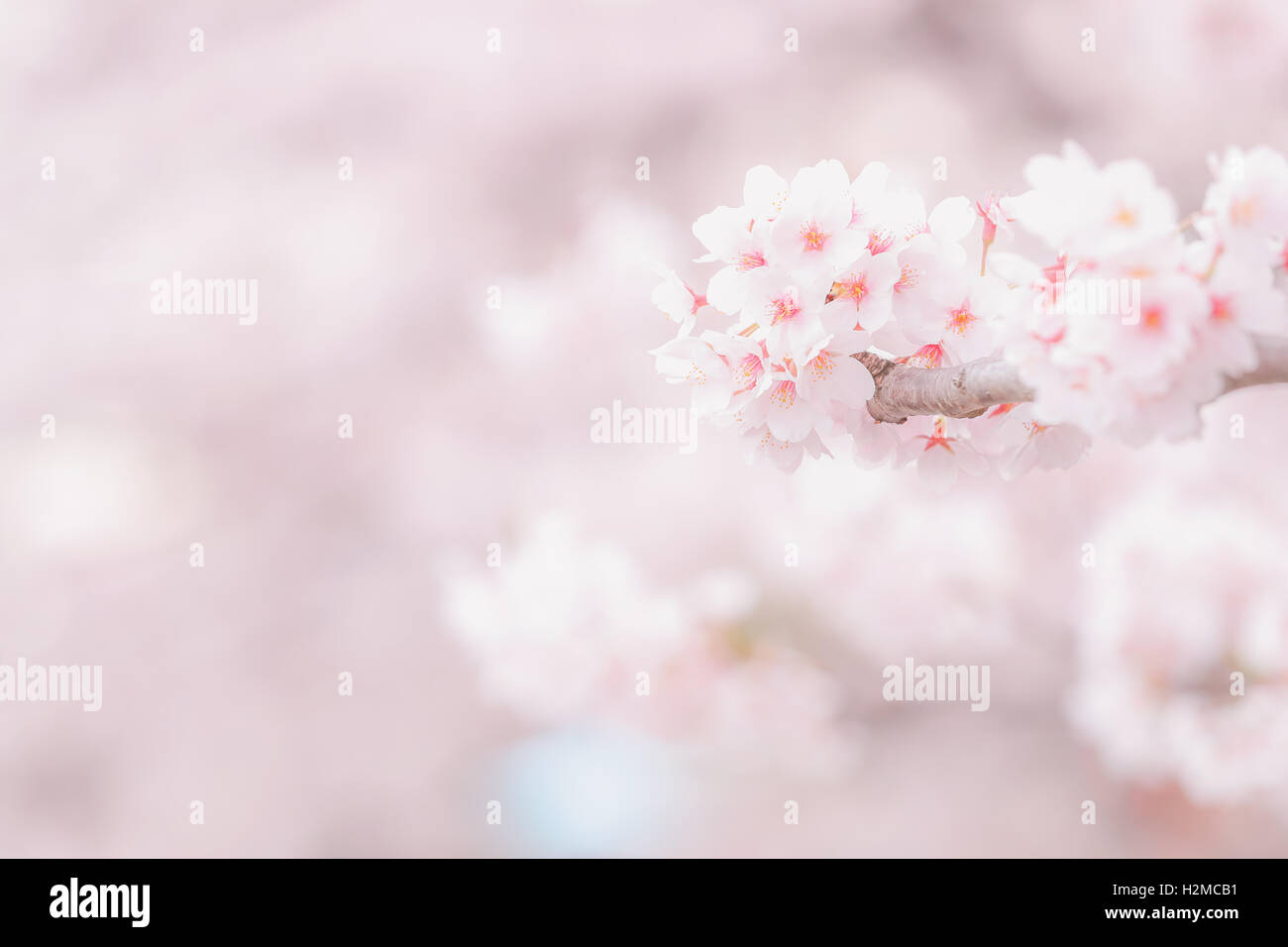 Cerisiers en fleurs Banque D'Images
