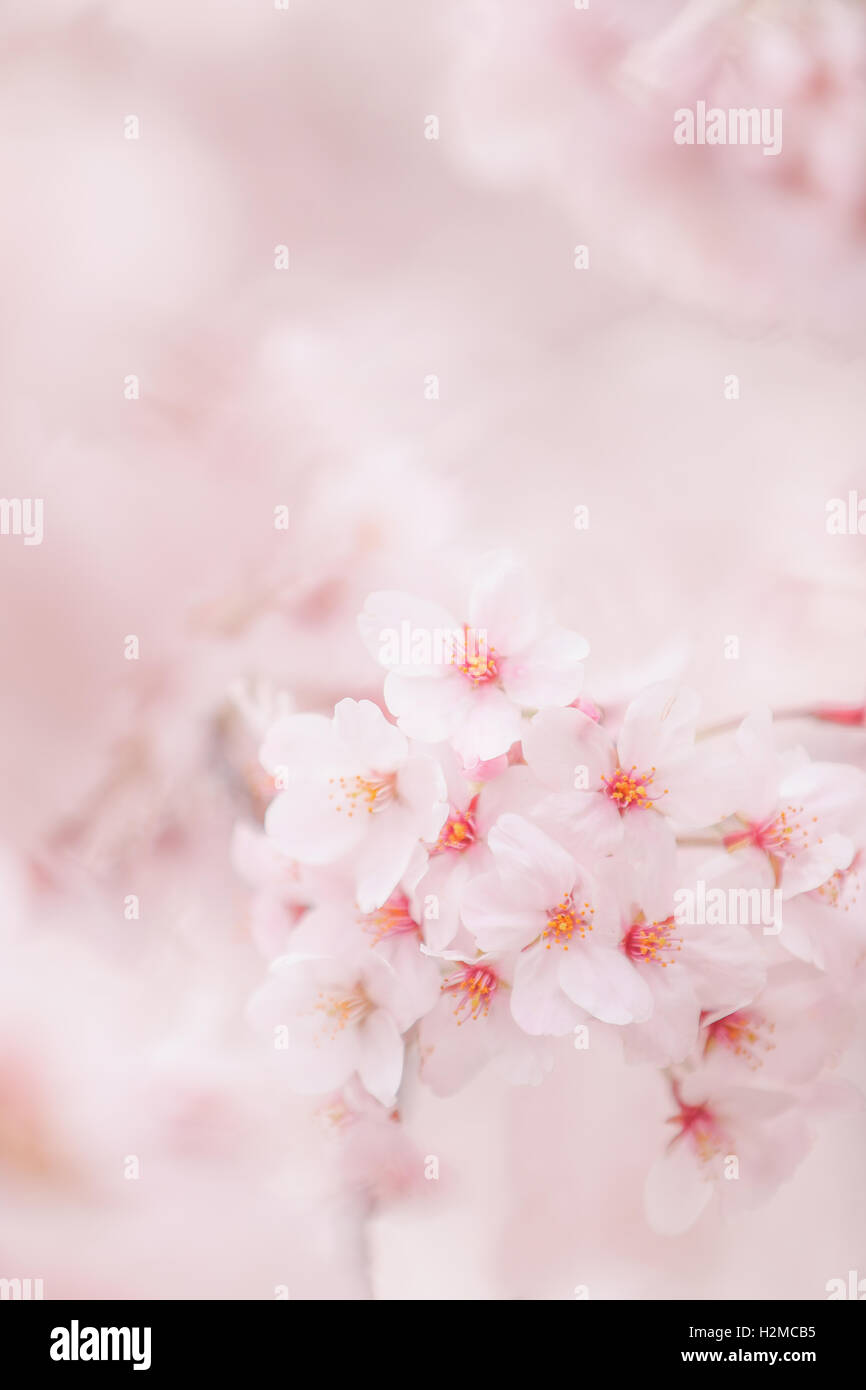 Cerisiers en fleurs Banque D'Images