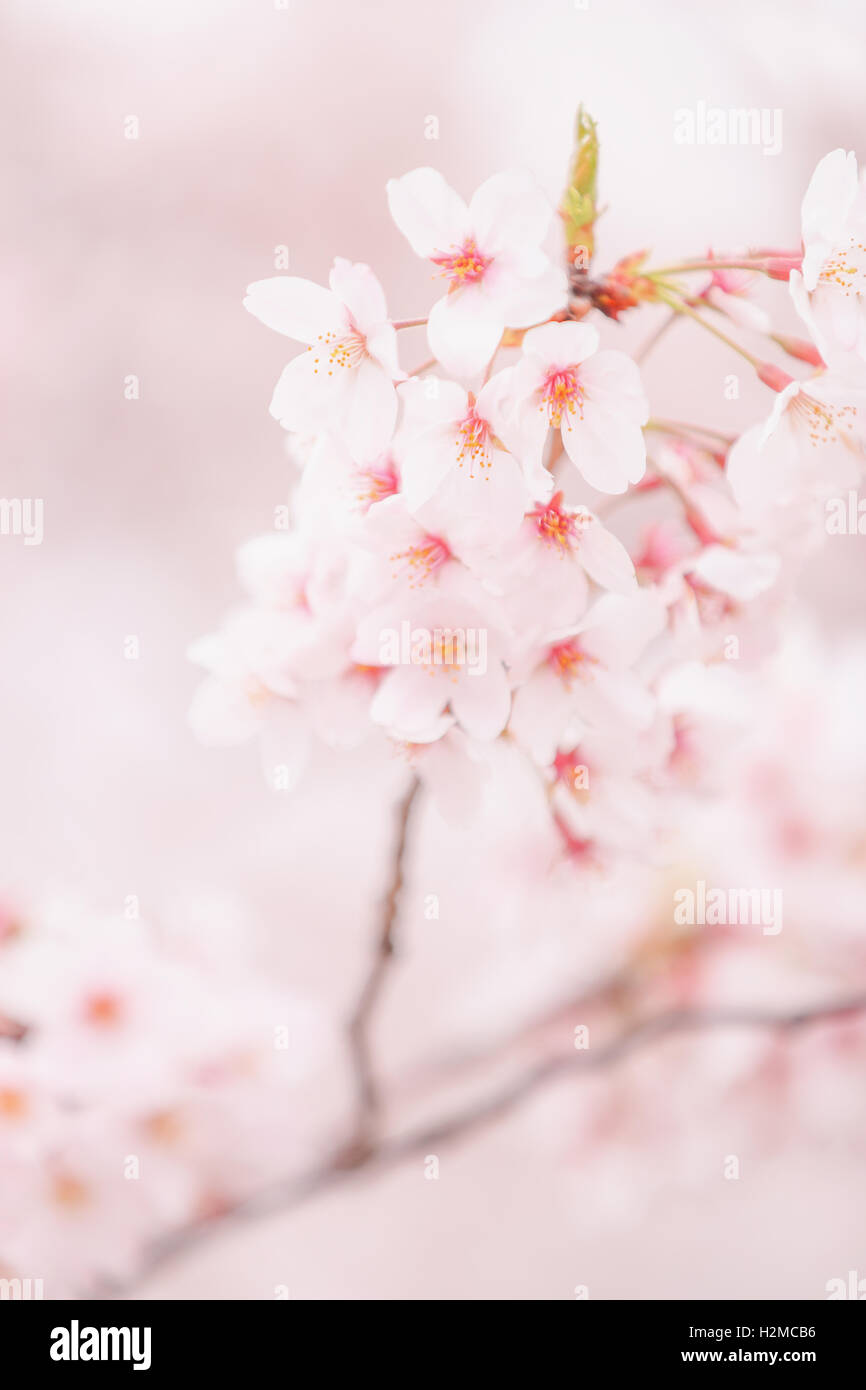 Cerisiers en fleurs Banque D'Images