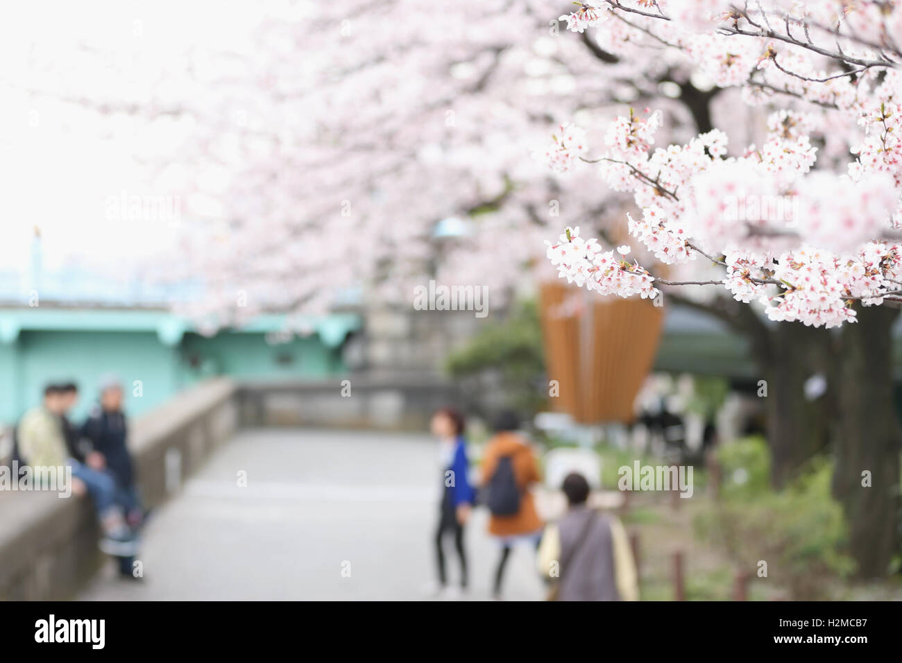 Cerisiers en fleurs Banque D'Images