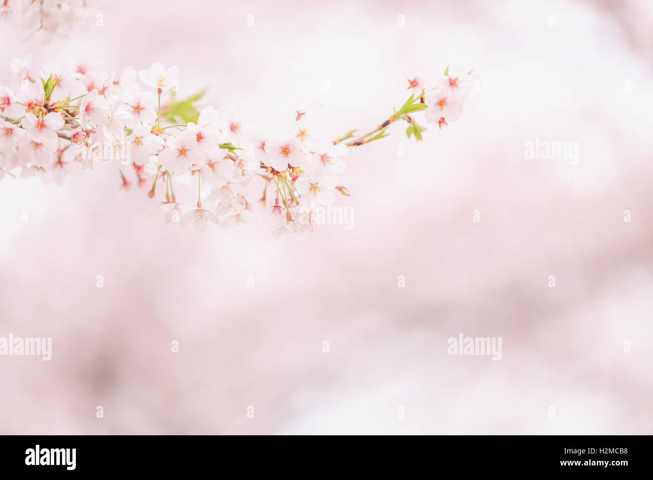 Cerisiers en fleurs Banque D'Images