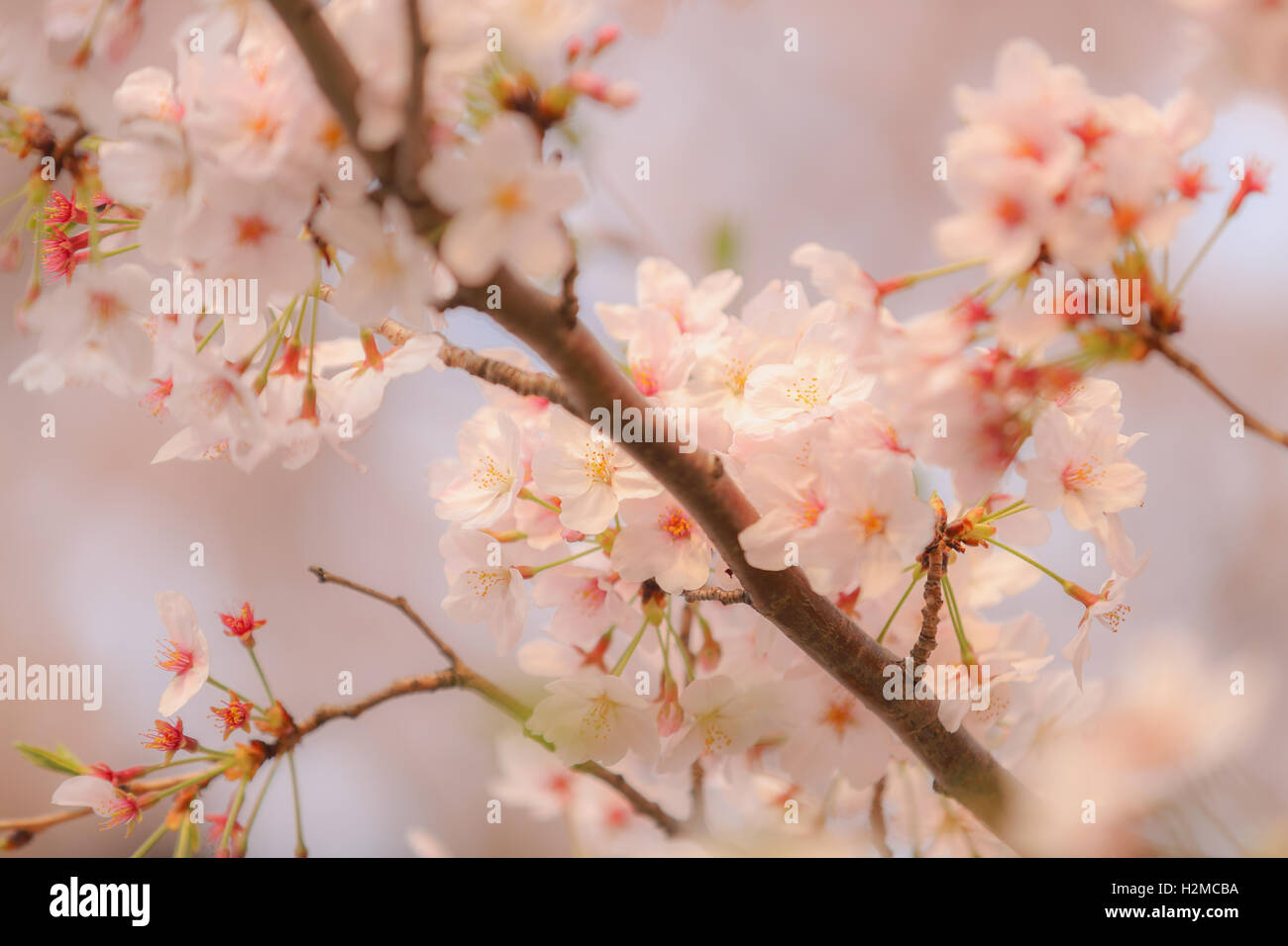 Cerisiers en fleurs Banque D'Images