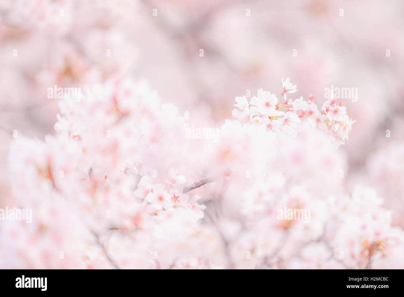 Cerisiers en fleurs Banque D'Images
