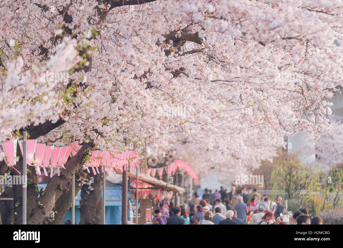 Cerisiers en fleurs Banque D'Images