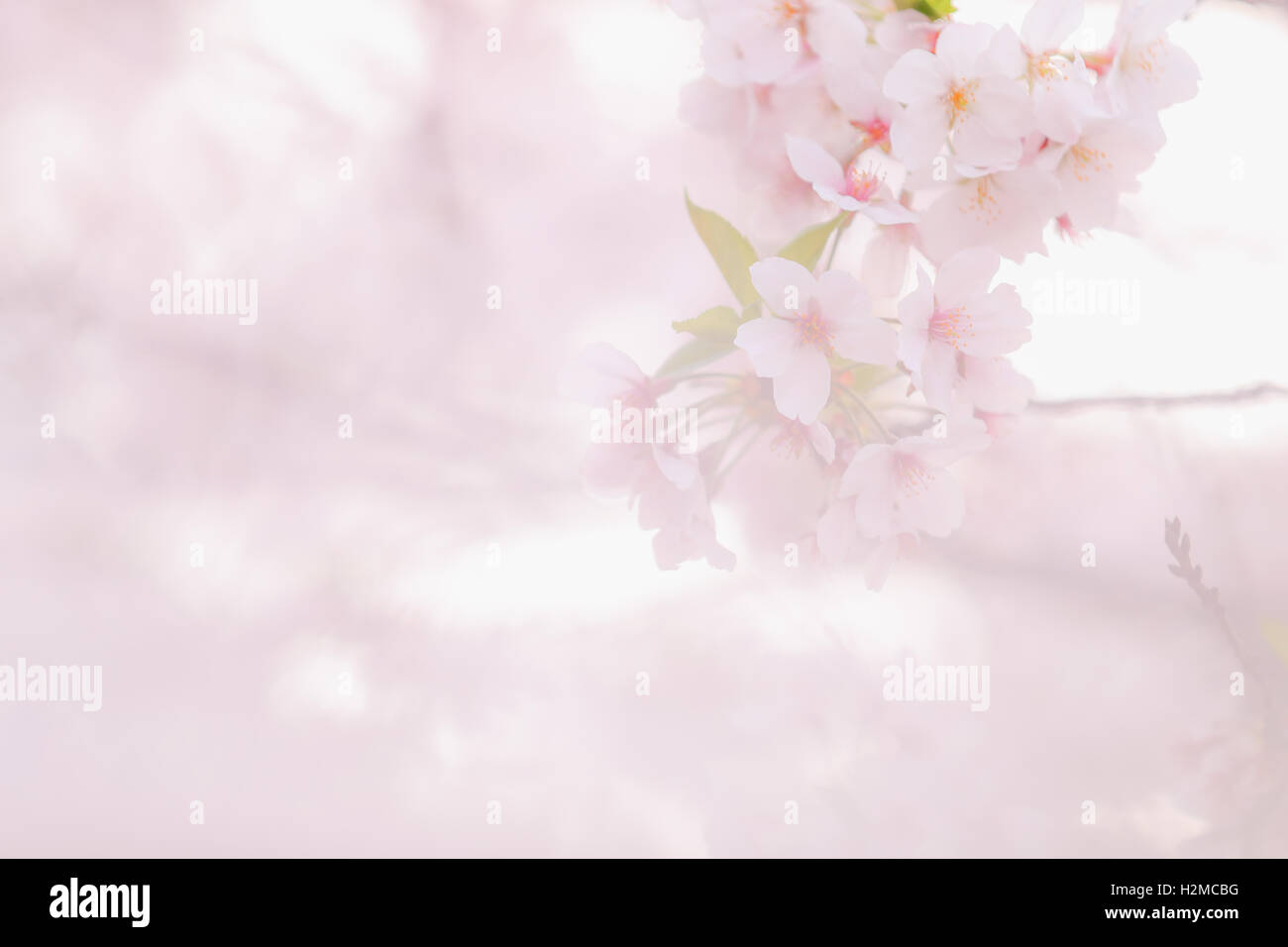 Cerisiers en fleurs Banque D'Images