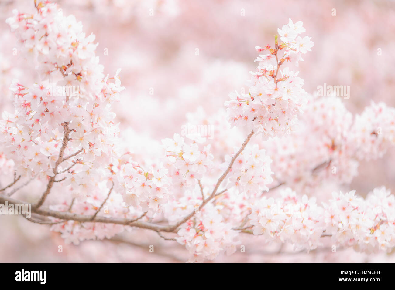 Cerisiers en fleurs Banque D'Images