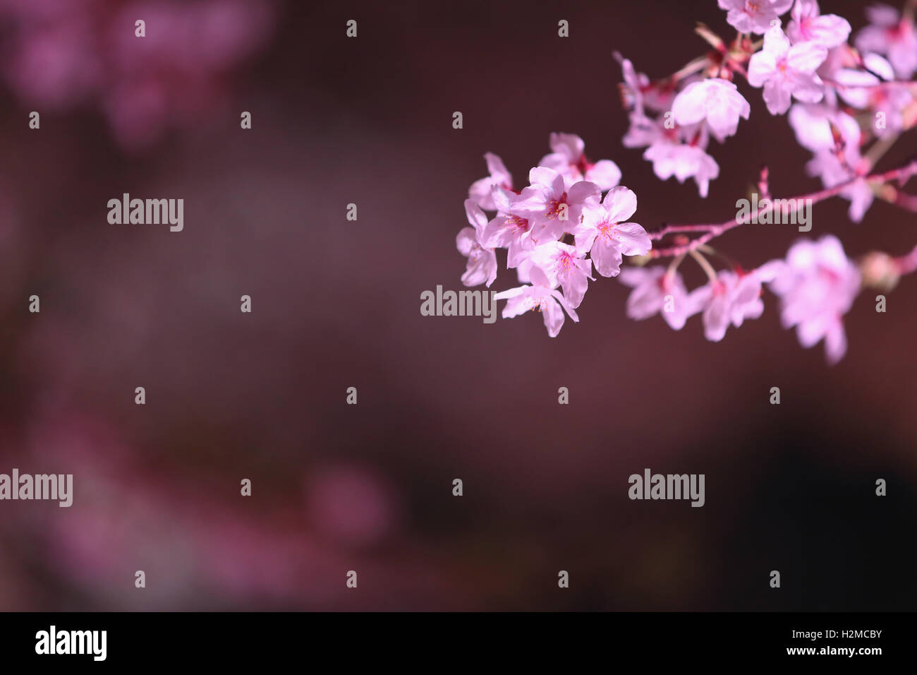 Cerisiers en fleurs Banque D'Images