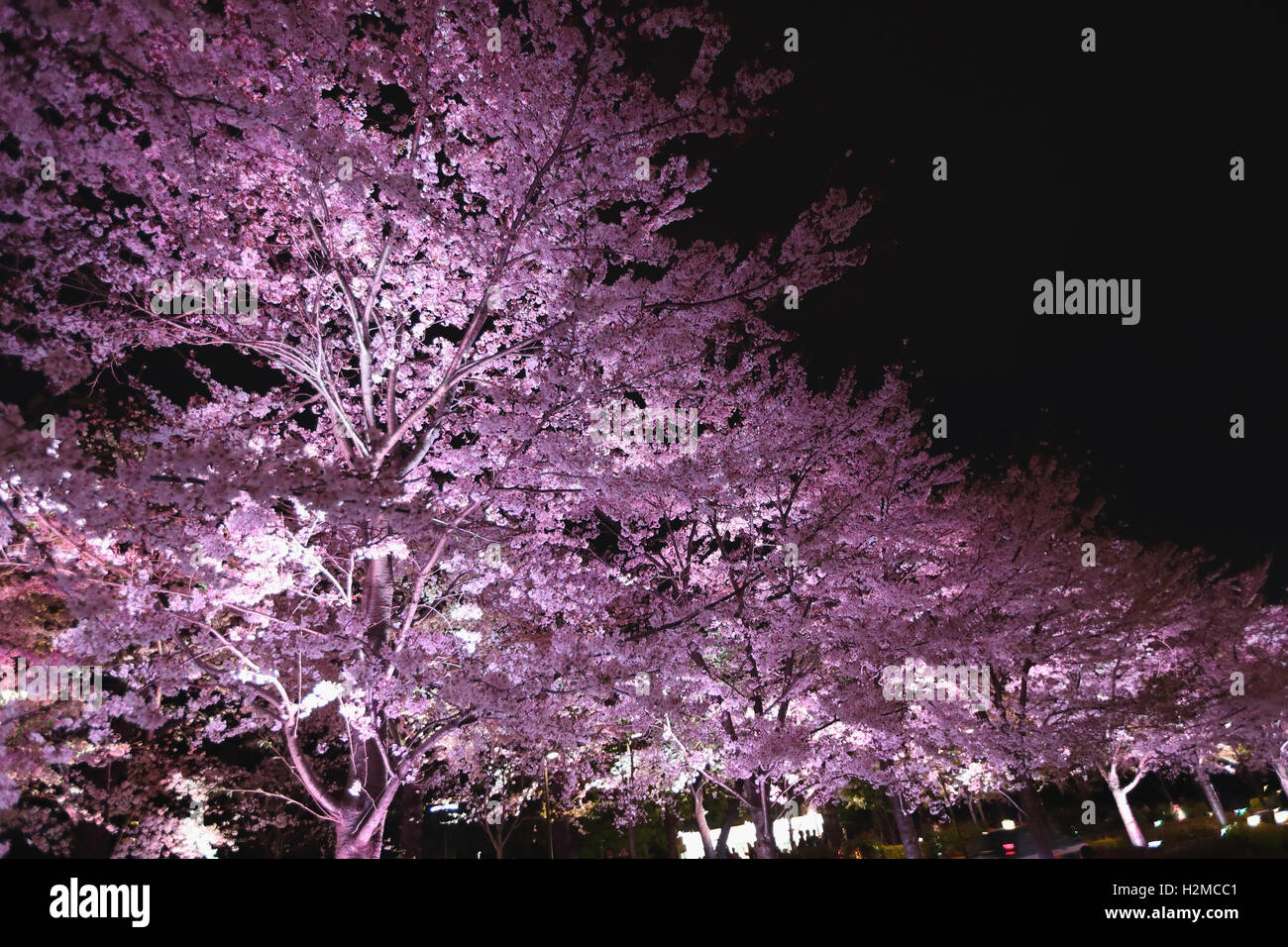 Cerisiers en fleurs Banque D'Images
