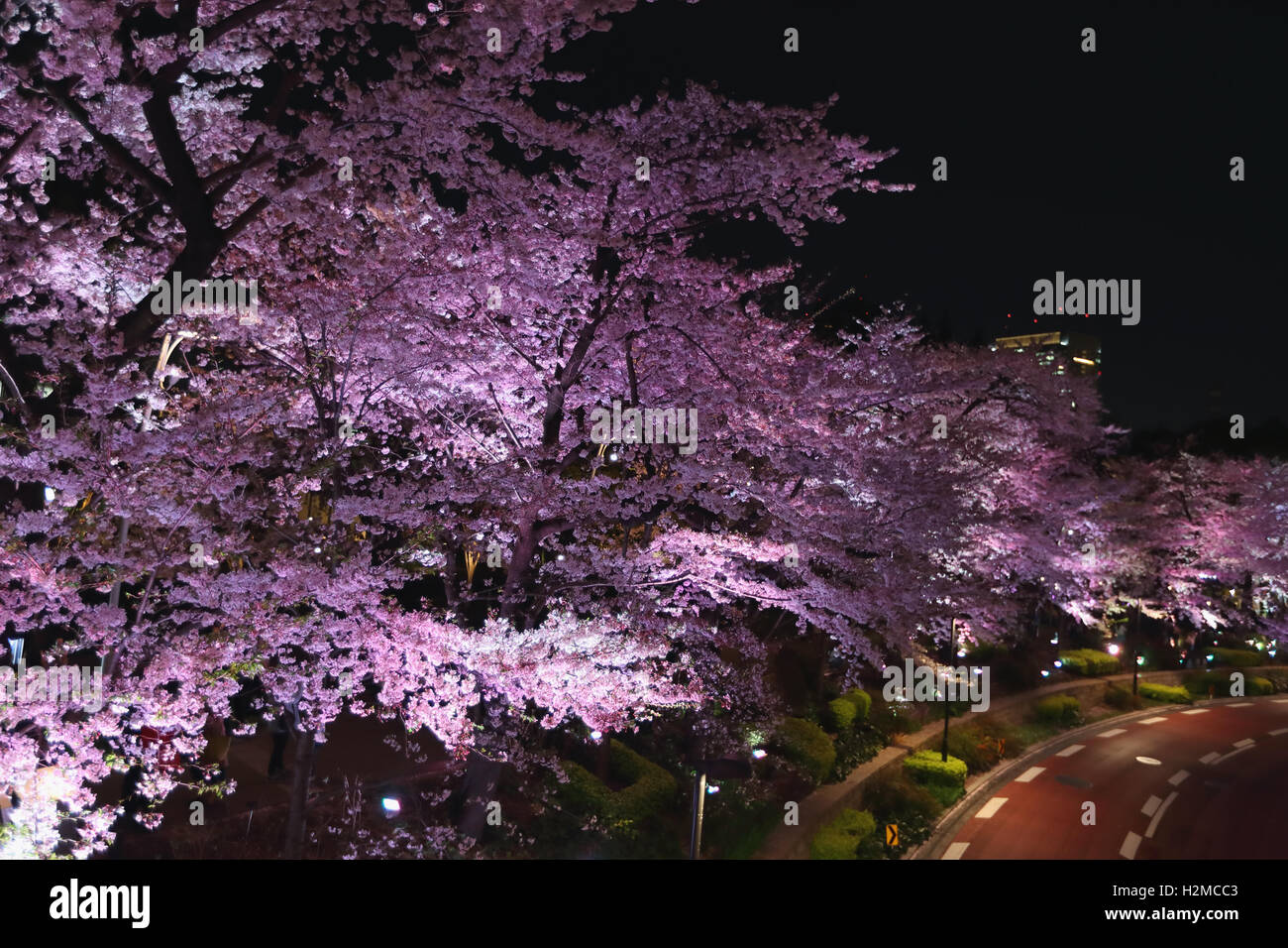 Cerisiers en fleurs Banque D'Images