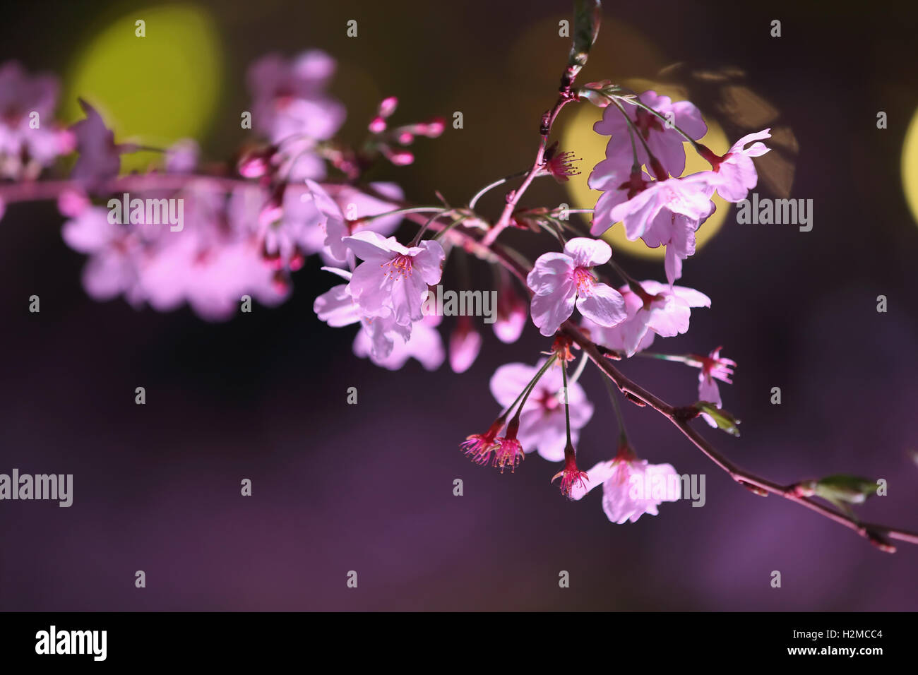 Cerisiers en fleurs Banque D'Images