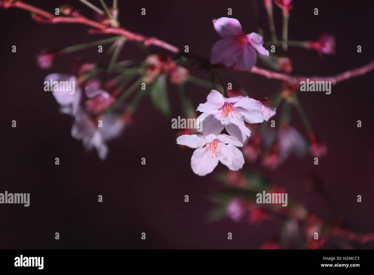 Cerisiers en fleurs Banque D'Images