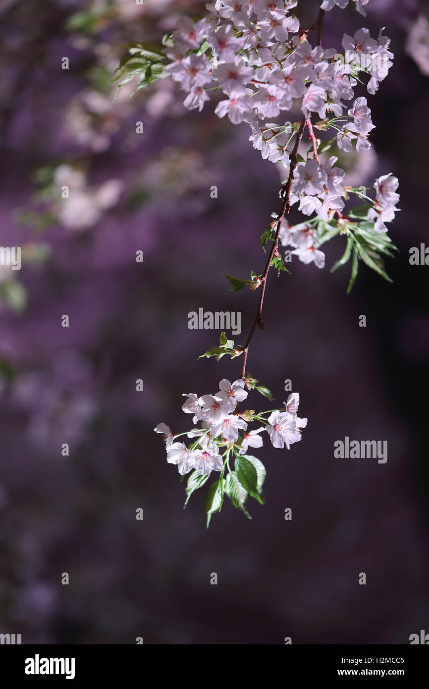 Cerisiers en fleurs Banque D'Images