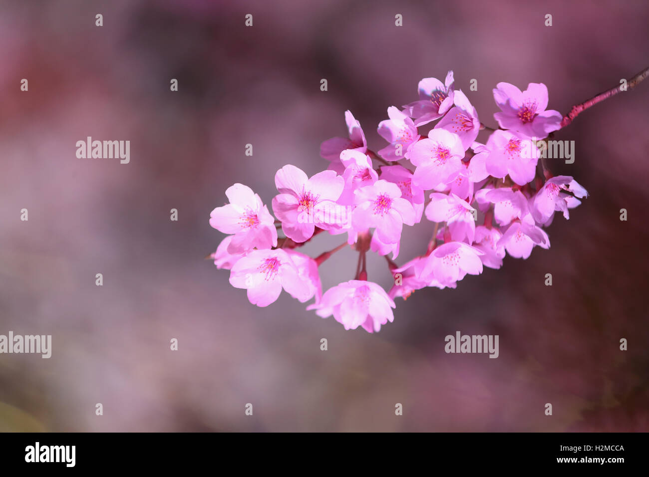 Cerisiers en fleurs Banque D'Images