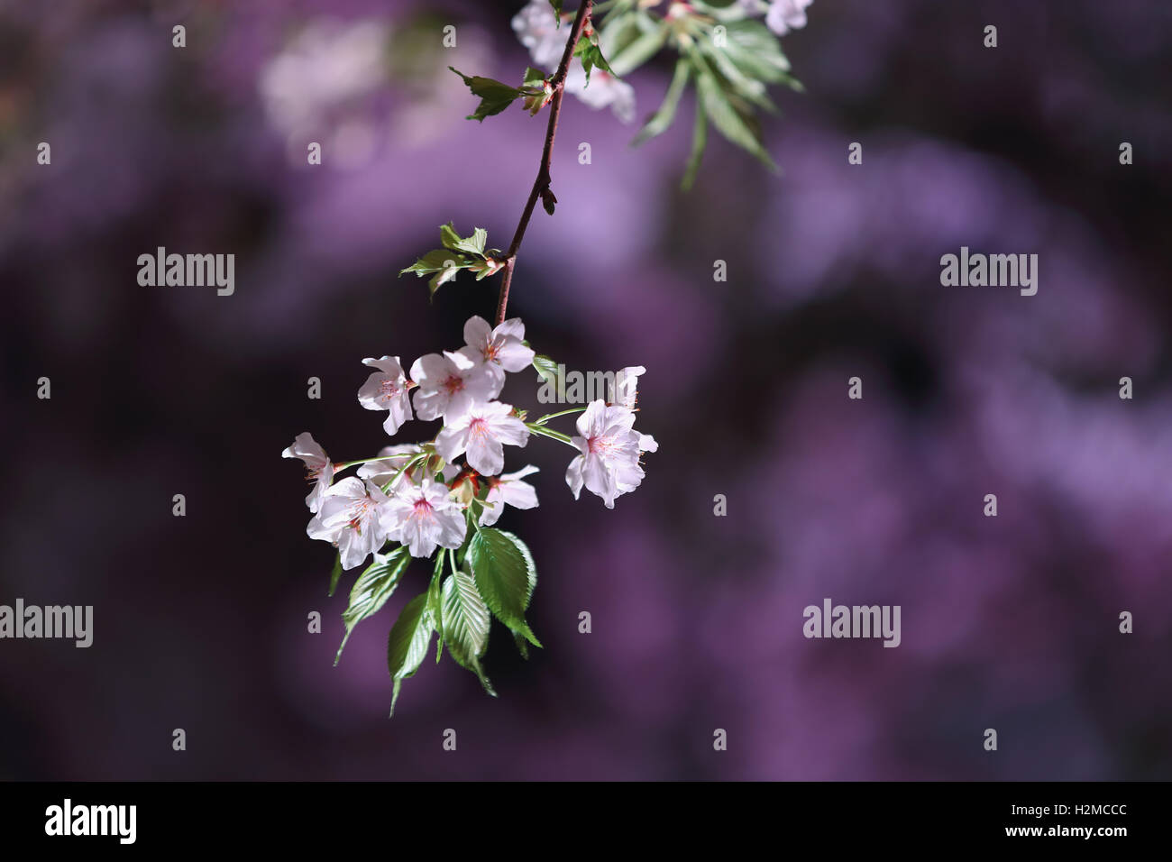 Cerisiers en fleurs Banque D'Images