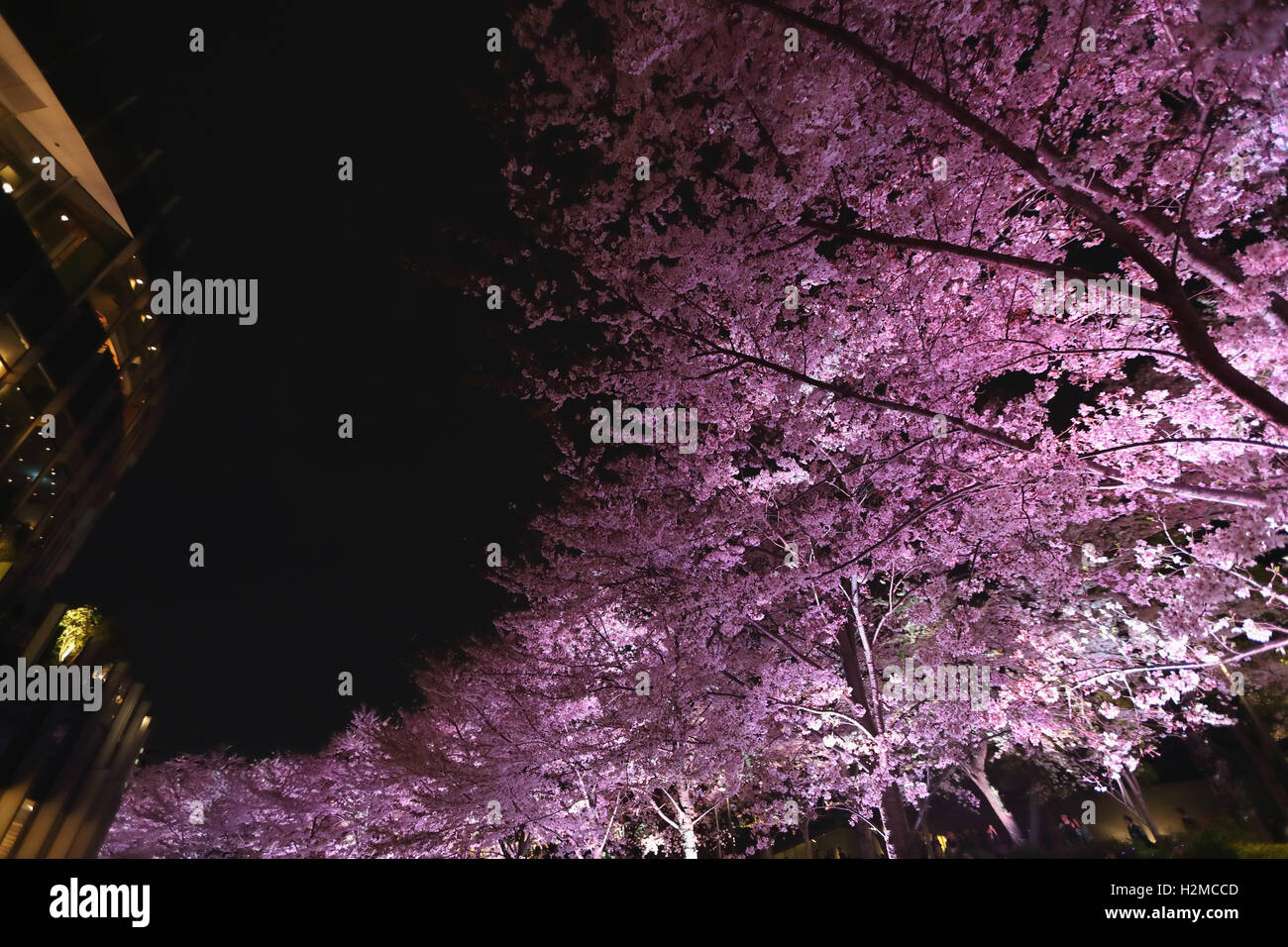 Cerisiers en fleurs Banque D'Images