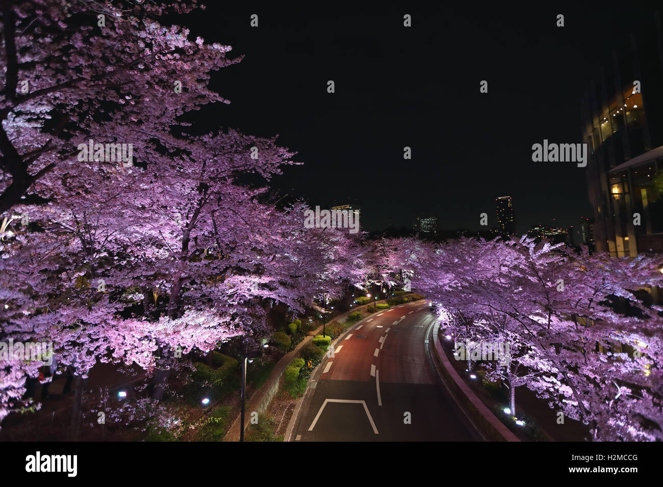 Cerisiers en fleurs Banque D'Images