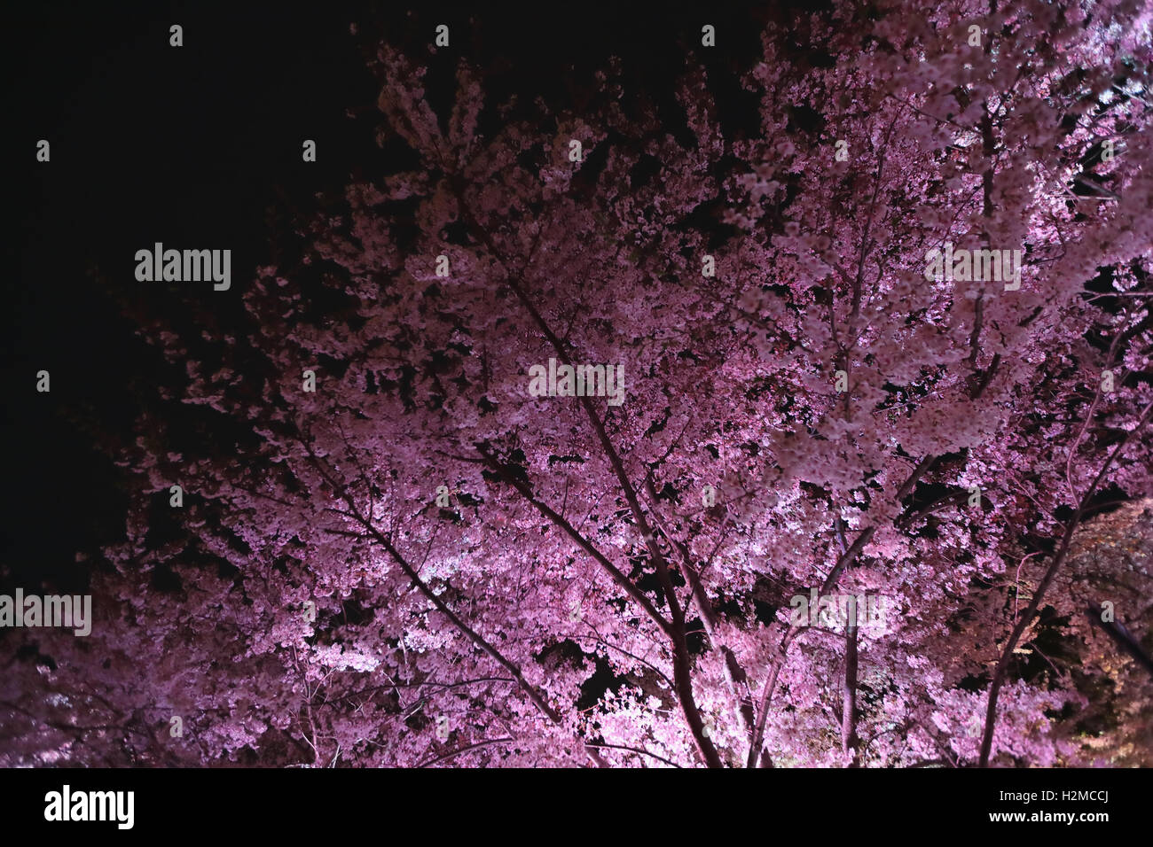 Cerisiers en fleurs Banque D'Images