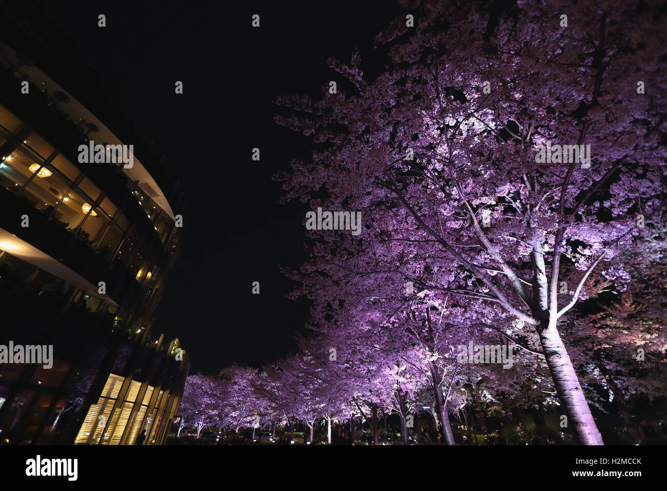 Cerisiers en fleurs Banque D'Images