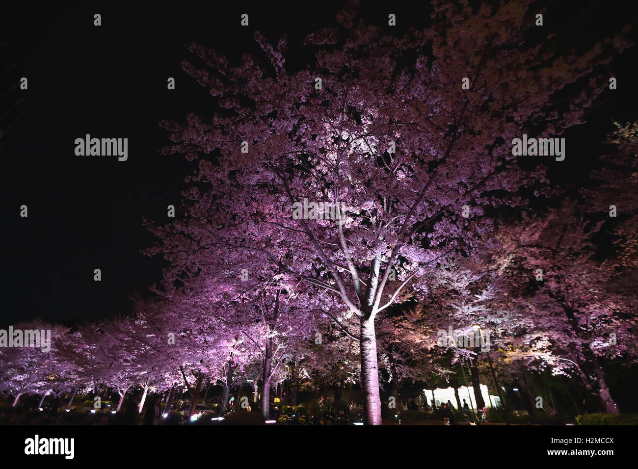 Cerisiers en fleurs Banque D'Images