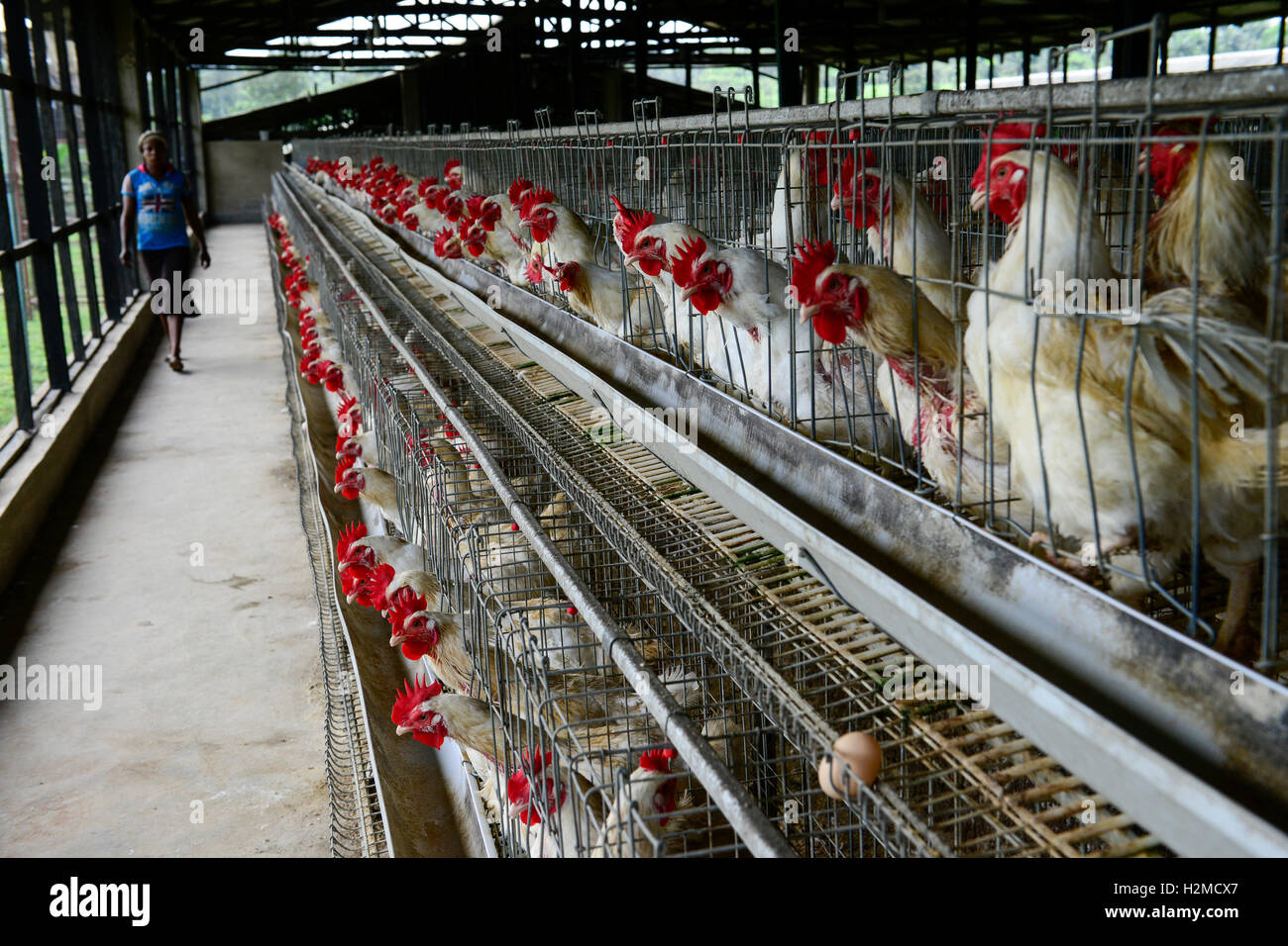 L'état d'Oyo, NIGÉRIA, Ibadan, poules pondeuses d'oeufs / Legehennenhaltung Banque D'Images