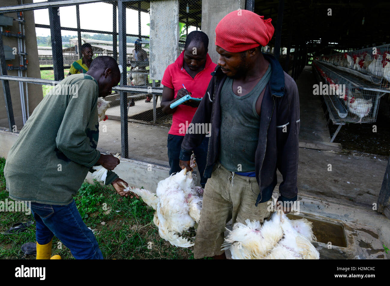 L'état d'Oyo, NIGÉRIA, Ibadan, chargement de poules pondeuses de vieux pour vente comme poulets vivants sur les marchés à Lagos / Legehennenhaltung, Verladung modifier Legehennen zum Verkauf als auf Suppenhuhn Maerkten à Lagos Banque D'Images