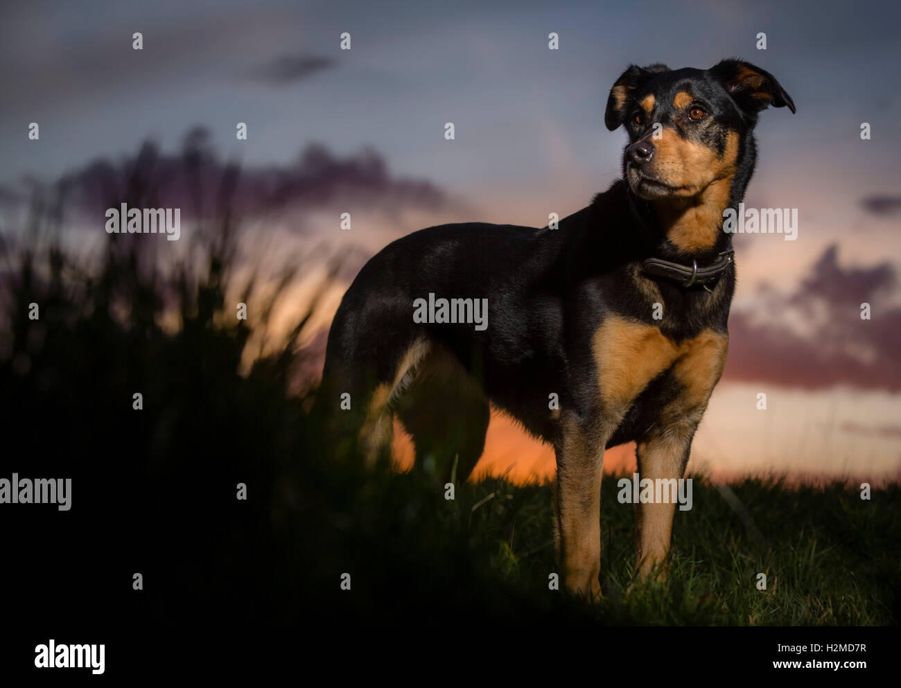 Portrait Dun Emplacement Calme Grand Chien Majestueux