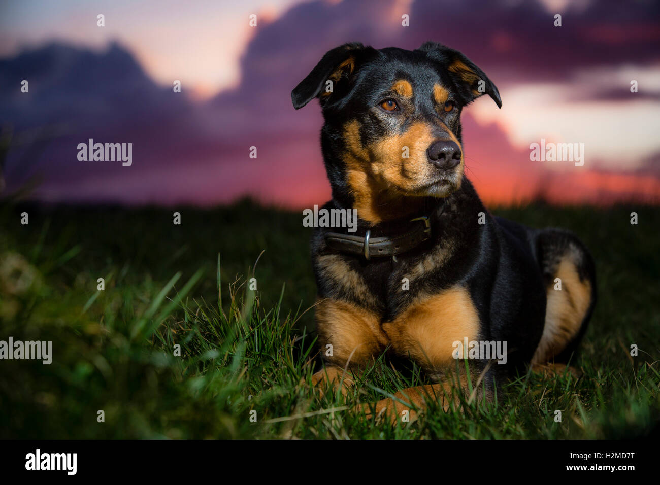 Portrait Dun Emplacement Calme Grand Chien Majestueux