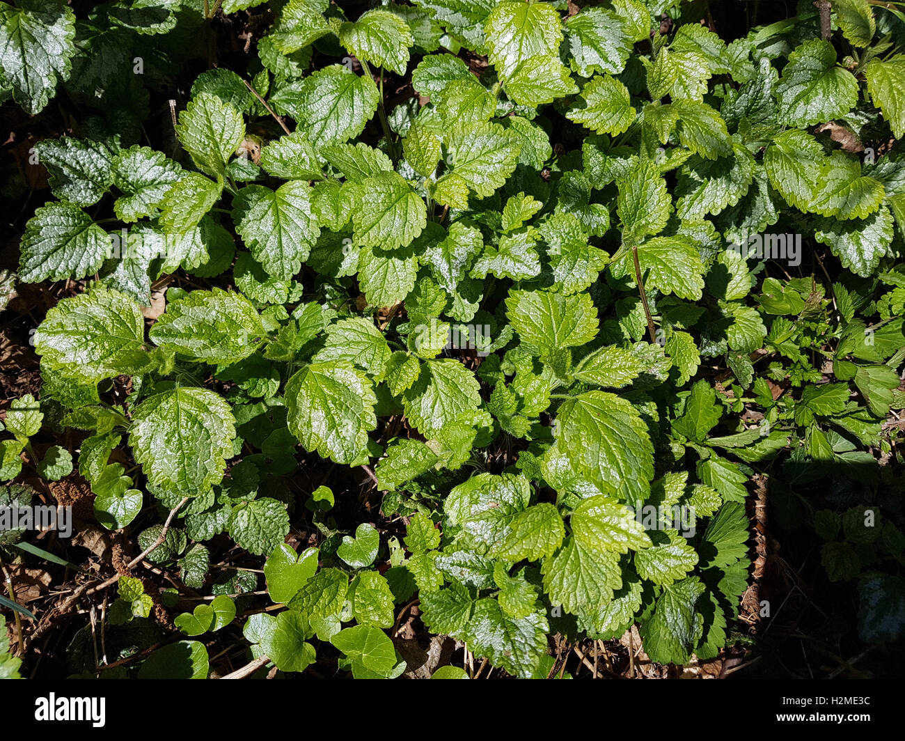 Gefleckte Taubnessel, Lamium maculatum Banque D'Images