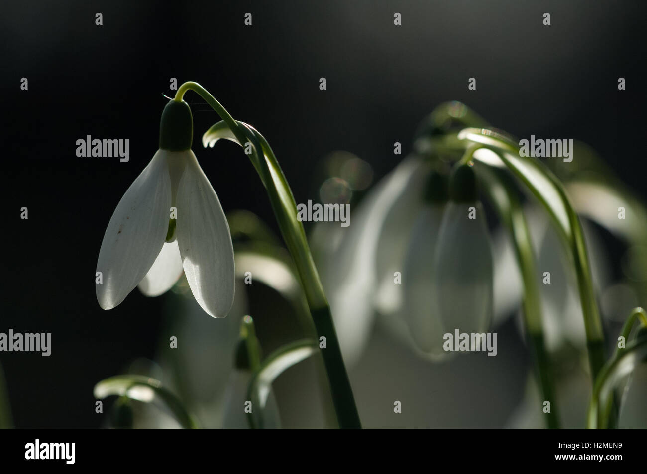 Perce-neige Galanthus nivalis Fleurs de soleil du matin par rétroéclairé, Essex, Février Banque D'Images