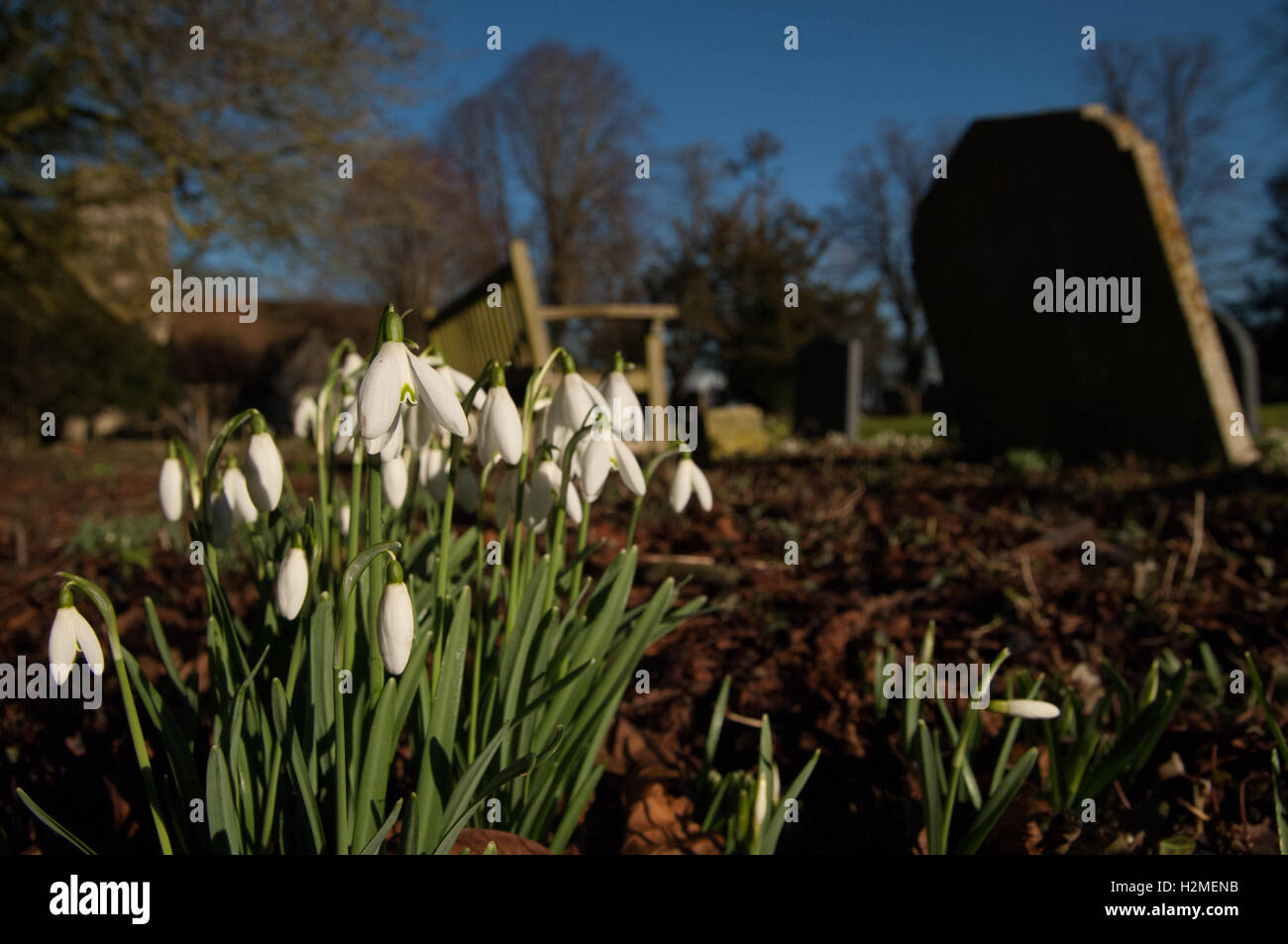 Perce-neige Galanthus nivalis dans l'habitat d'un cimetière , Essex, Février Banque D'Images