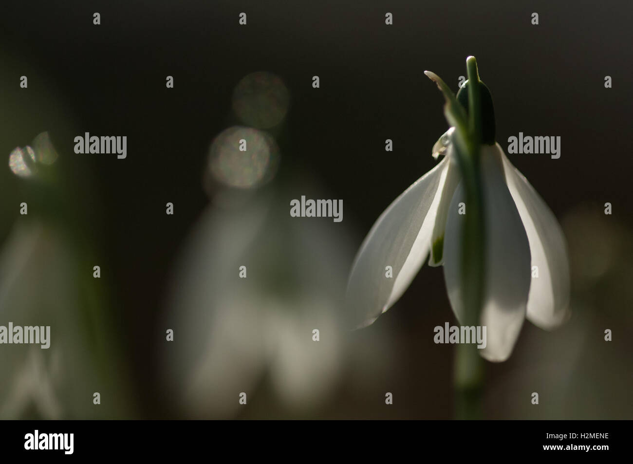 Perce-neige Galanthus nivalis Fleurs de soleil du matin par rétroéclairé, Essex, Février Banque D'Images