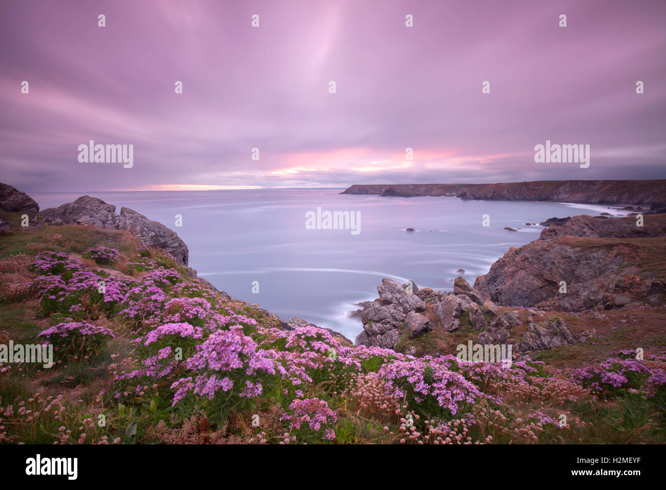 Fleurs violet et rose au coucher du soleil falaise Péninsule du Lézard Cornwall UK Banque D'Images