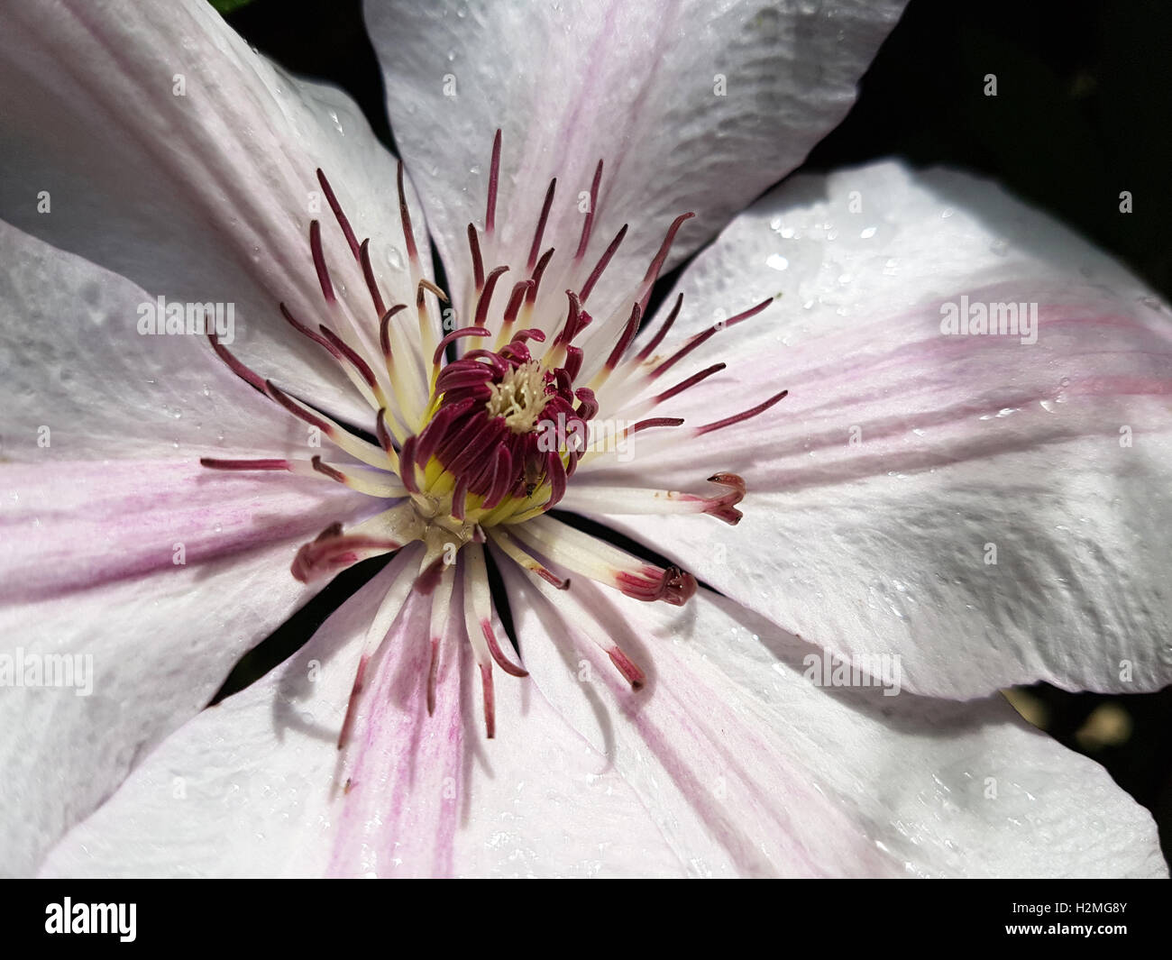 Clematis-Hybride, mm le Coultre. Banque D'Images