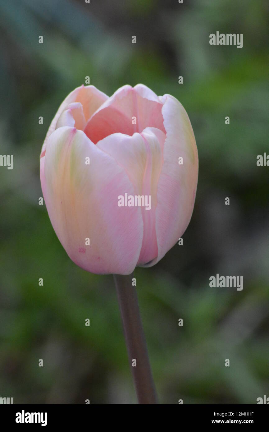 Seul tulip avec jaune et pétales de rose Banque D'Images
