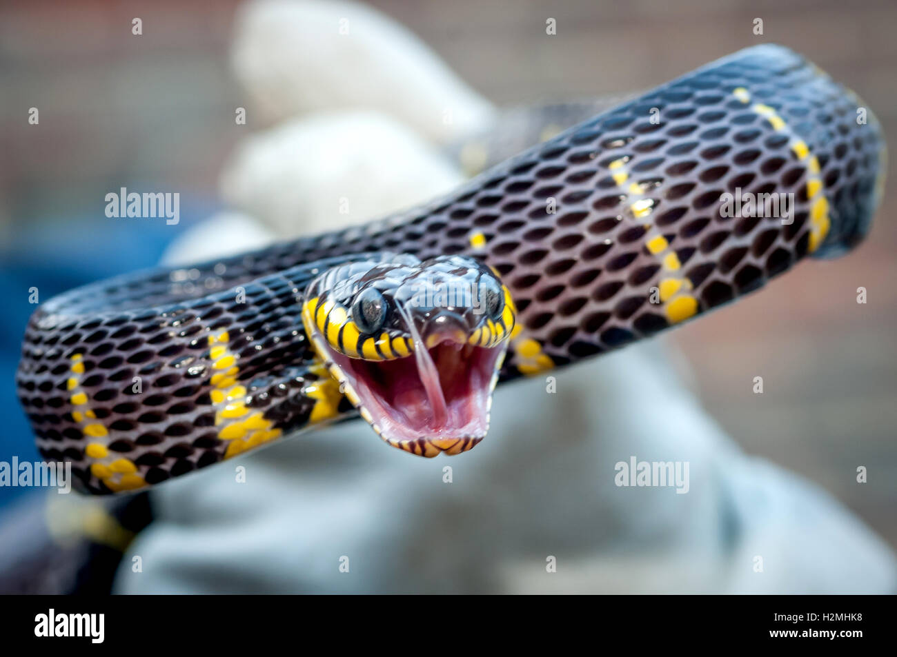 Serpent de mangrove malaisienne Banque D'Images