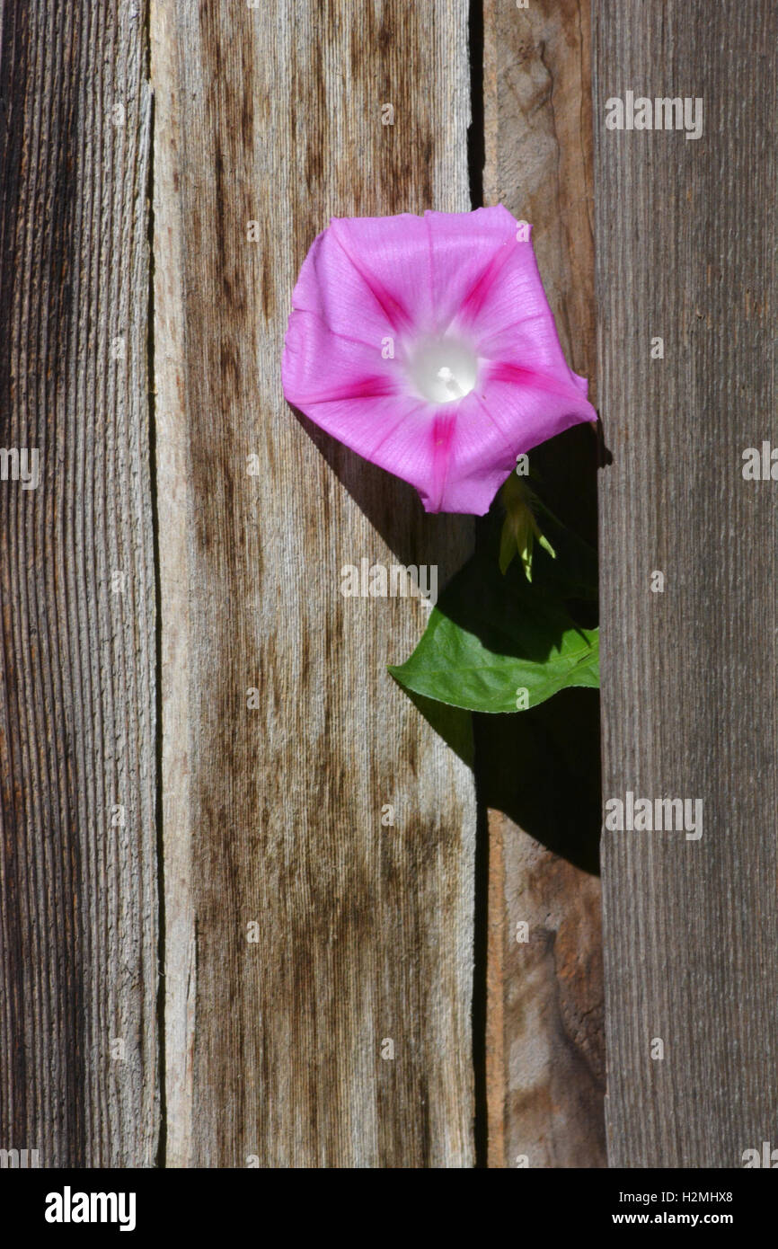 Gloire du matin, à fleurs en lattes de clôture Banque D'Images