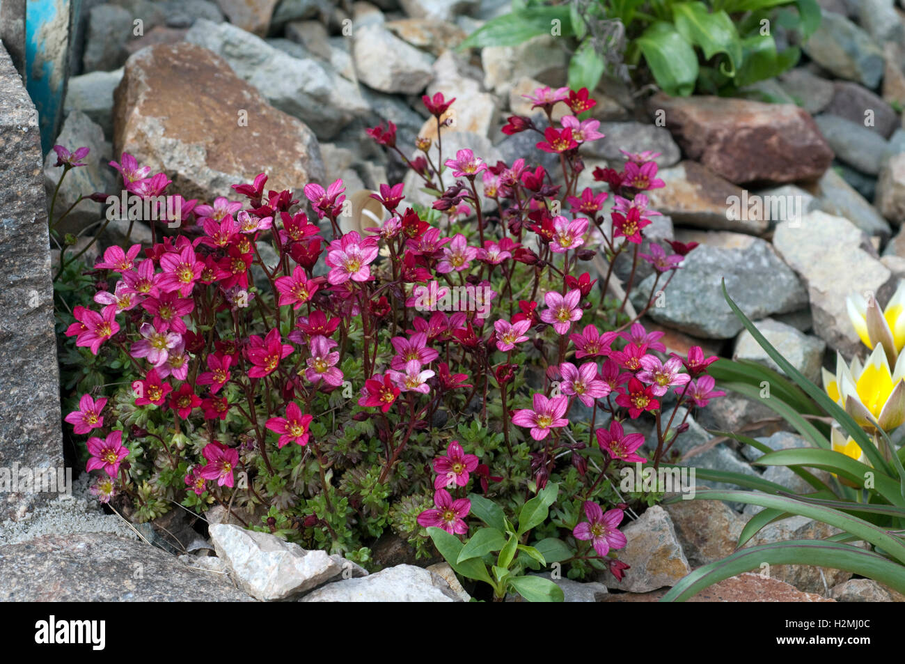 Porzellanbluemchen ; Saxifraga urbium ; Banque D'Images